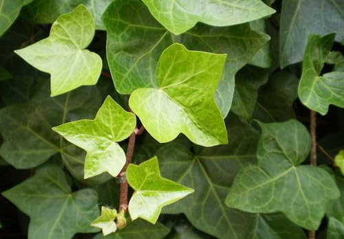 5 berries approximately 15 IVY SEEDS - HEDERA HELIX