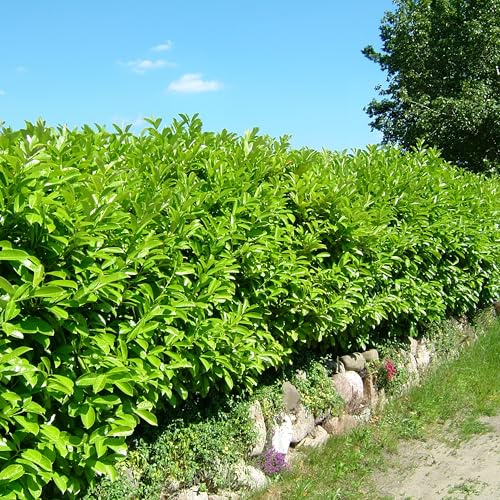 GARTEN SCHLÜTER® Kirschlorbeer Caucasica 40-60 cm im 3 Liter Topf | Lorbeerkirsche Prunus Laurocerasus als Laubhecke - immergrün, pilzfrei, Hecken-Pflanze winterhart als Sichtschutz
