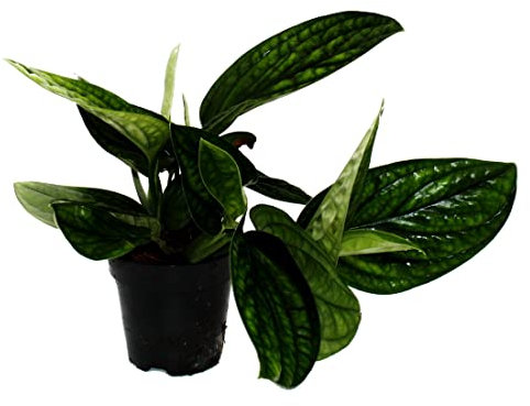 Exotenherz Epipremnum pinnatum Marble Planet - grüne Struktur-Efeutute - 12cm Topf