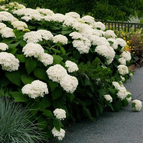 Hydrangea arborescens Strong Annabelle - Hydrangea - Plant in 2 L Pot
