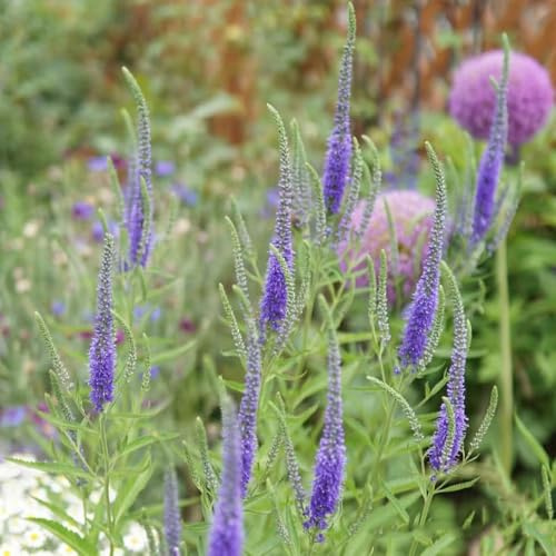 veronica - küchenkräuter seltene, deko veronica, kräutersamen winterharte garten mehrjährig hochbeet 350samen