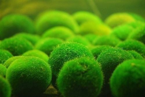10 boules de mousse Marimo vivantes (~ 5,1 cm) + 1 Nano Aegagropila Linnaei gratuit.Plante aquatique vivante cladophora pour aquarium