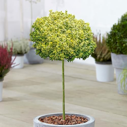 Árbol Euonymus Emerald n Gold en maceta, árboles ornamentales para jardines pequeños.