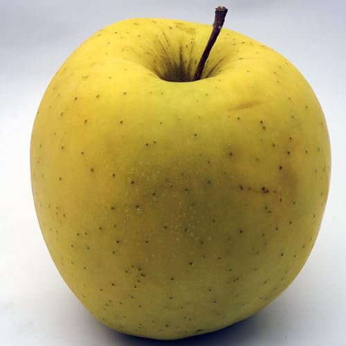 Vivai le Georgiche - Pianta vera di Melo Golden Delicious - Malus domestica 'Golden Delicious' - - diametro vaso Ø 20 cm