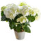 Hortensia Blanca Natural en Maceta Planta Ornamental de Exterior e Interior