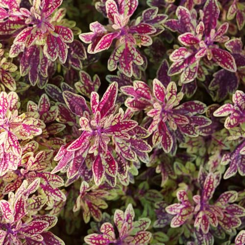 buntnesselsamen - coleus frühlingsblume winterharte kübelpflanzen buntnessel wildblumen exotische blumenbeet kletterpflanzen steingartenpflanzen schattenpflanzen wildblumensamen 800samen