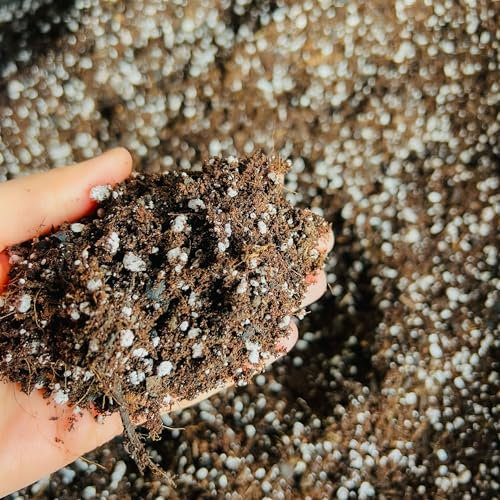 Premium Succulent and Cacti Potting Mix - Enhanced with Activated Biochar (3L)