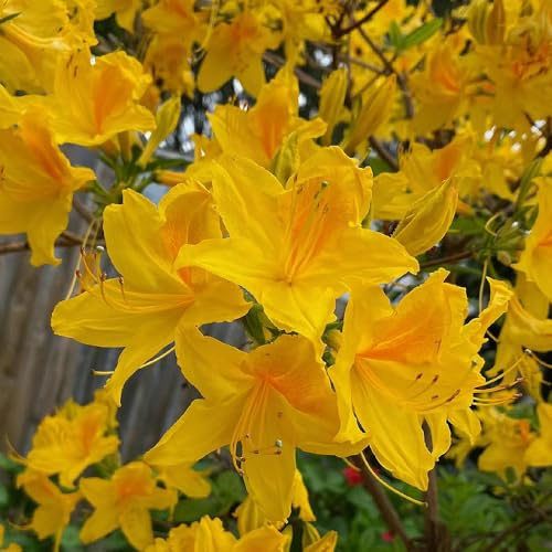 semi di rododendro - giardino decorative arredamento 10pcs