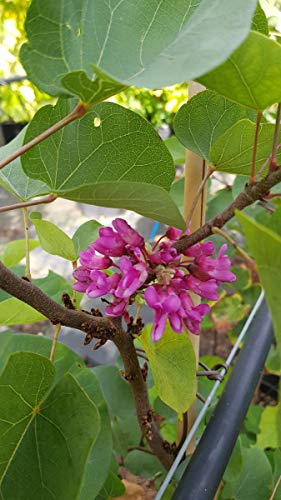 Cercis silicastrum/Arbre de Judée/Conteneur de 2 à 2.9 litres/Arbuste