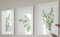 Eviepops Prints Arte De Pared Con Plantas De Eucalipto, Set de 3 Láminas Sin Marco, Arte de pared de estilo botánico, Decoración De Plantas Tropicales, Estampado Tropical, Decoración abstracta (A3)