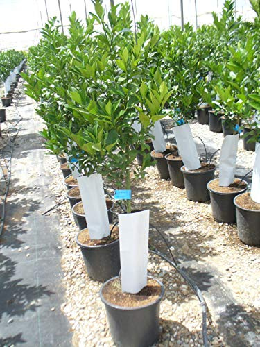 Citrus paradisi, árbol del pomelo 140-150 cm de altura - tronco grueso