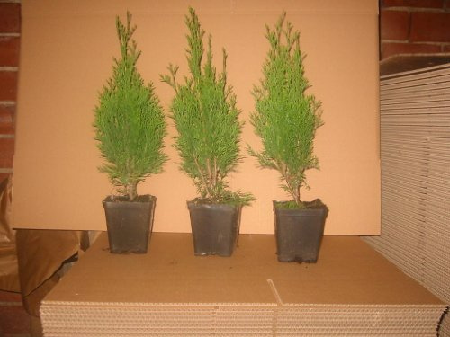 Thuja Lebensbaum Smaragd Topfballen 25-30 cm 50 St. Hecke Heckenpflanze