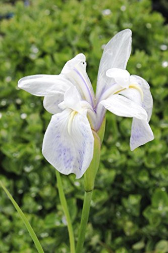 WASSERPFLANZEN WOLFF - Iris laevigata 'Snowdrift' - Asiatische Sumpfiris - Sumpfschwertlilie, weiß - 4er-Set im Gratis-PFLANZKORB - QUALITÄTSSTAUDEN - durchwurzelt - winterhart