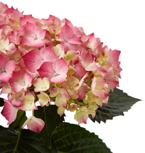 Sustrato Hortensias y Plantas Ácidas 5 Litros Que Favorece el Rápido Crecimiento
