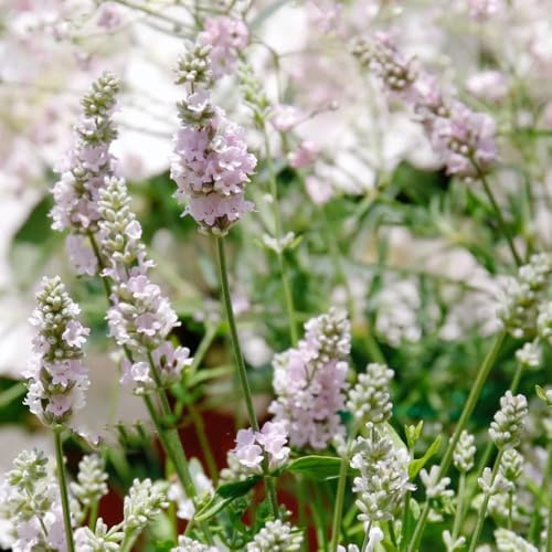 Semi di lavanda, regali da giardino per le donne giardino di decorazione da giardino per esterni resistenti per il giardino copertura del terreno 150pcs