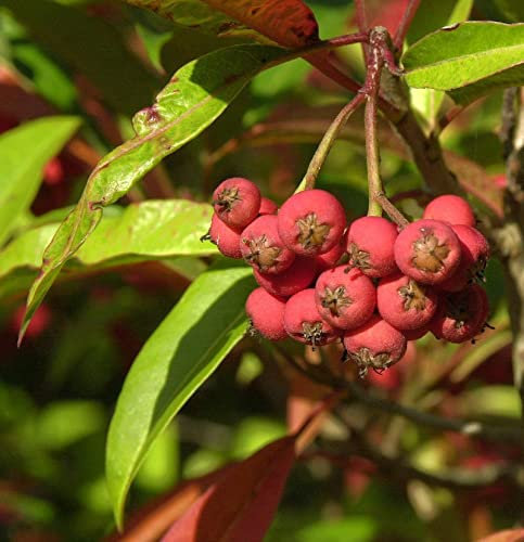 Davids-Glanzmispel 100-125cm - Photinia davidiana