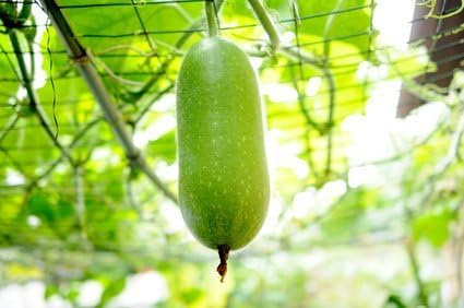 Ash Gourd Wachskürbis Wintermelone Benincasa hispida TCM 50 Samen