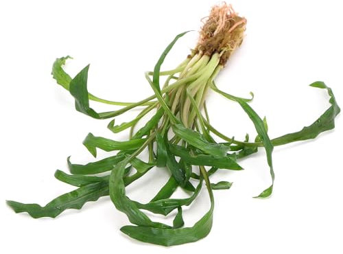 K2AQUA Cryptocoryne Costata Live Aquarium Plant Freshwater Tropical Aquatic Decoration Healthy Growth Low Easy Maintenance Natural Greenery Perfect for Fish Tank