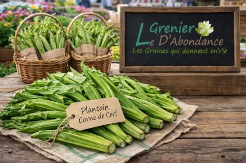 150 graines de Fleurs à semer - Le Grenier d'Abondance - PLANTAIN Corne de Cerf - Plantago coronopus