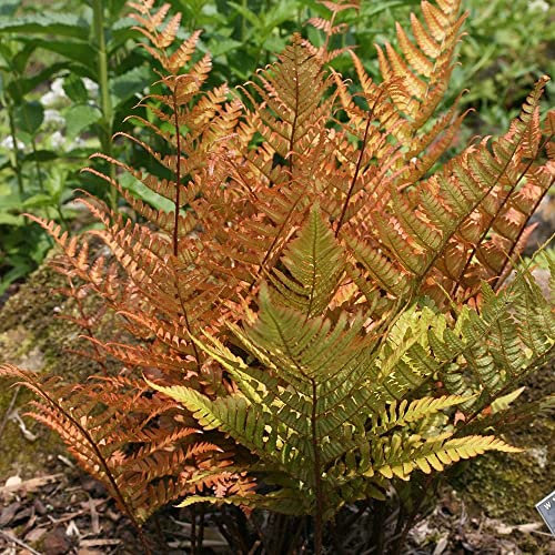 Plant Theory 2L Pot Buckler Fern Dryopteris Erythrosora Hardy Outdoor Ferns Jungle Plant Trunks