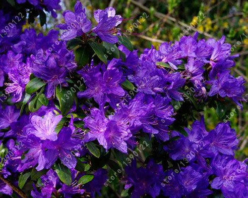 Graines d'azalées japonaises, rhododendrons d'azalées, graines de fleurs de couleurs de couverture florale, plantes de bonsaï Domesticgardendiy