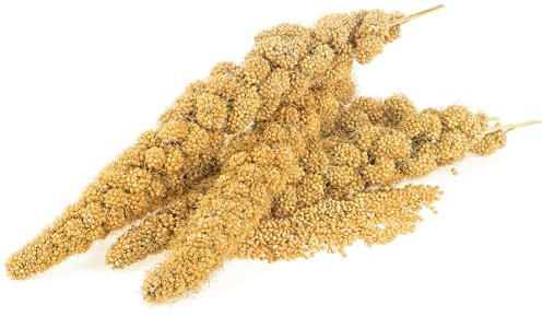 Gladen Kolbenhirse gelb 500g - Vogelfutter Kanarien Wellensittich