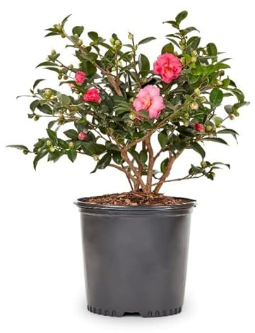 Camelia Natural Arbusto de Exterior Ideal para Iniciarse en la Jardinería