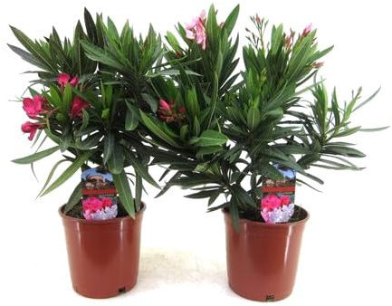 Pack de Dos Adelfa - Belleza y Perfume Natural en Tu Hogar