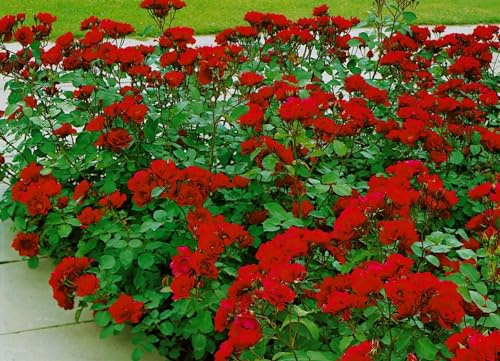 Duftrose Rosa Rubina, rote Blüten, bienenfreundlich, pflegeleicht | Duftrose, sonniger Standort, Bienenweide, schnittvertraeglich, lange Blütezeit, ideal für Rabatten