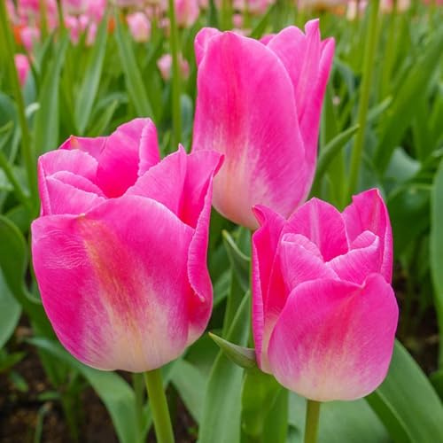 Gift,Tulpen-Rhizome Pflanzen,3 years,Mysteriöse magische Glühbirne,Mehrjährige Blumenzwiebel ist winterhart -5 Tulpenzwiebeln-E