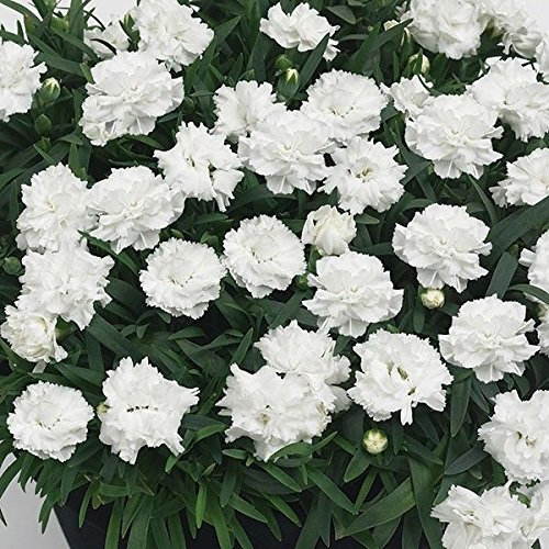Dianthus Sunflor® 'White Cosmos' Pinks Perennial Garden Plug Plants Pack x6