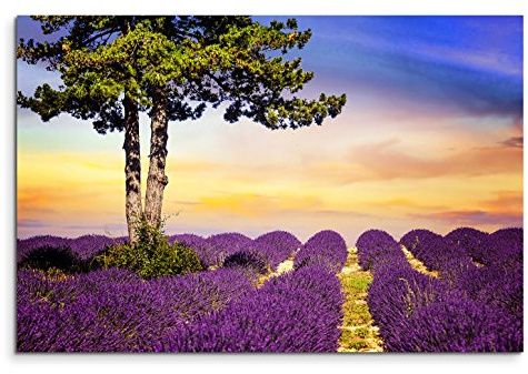 120x80cm Leinwandbild auf Keilrahmen Provence Lavendelfeld Baum Sommer Wandbild auf Leinwand als Panorama