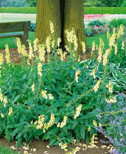 Digitalis grandiflora 9x9 cm Topf – Winterhart, Mehrjährig, Pflegeleicht – Großblütiger Fingerhut – Staude für Beet & Naturgarten