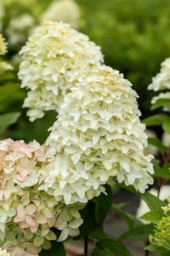 Rispenhortensie Hydrangea paniculata Magical Candle 40-60 cm winterhart | Sonnig bis halbschattig, bienenfreundlich, schnittvertraeglich, dekorative Rispenblueten, langanhaltende Bluetenpracht