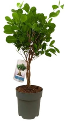 Planta natural Ficus Monclame trenzado, 80 cm. Árbol de interior con troncos entrelazados y follaje denso y verde. Segura Garden.