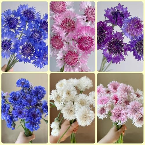 Semi di fiordaliso semi di giardino Centaurea cyanus perenne regali sostenibili 250pcs