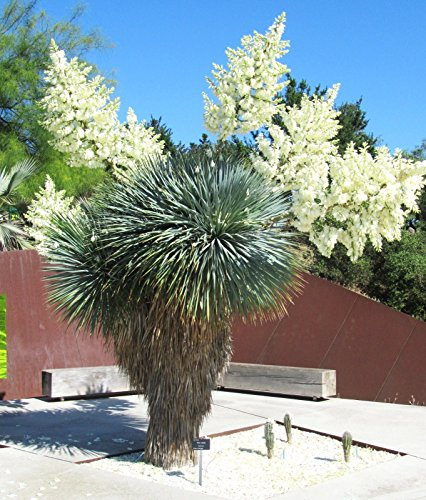 Yucca Rostrata Rare Beak Big Bend Tree Agave Aloe Garden Similar to 50 Seeds: Package Contains Seeds
