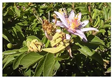 Pcs - 10x Grewia Occidentalis Lavande Sternblüte Jardin Plantes - Graines ID1368 - Seeds & Plants Shop by Ipsa