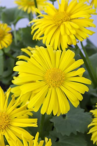 Doronicum orientale 'Magnificum' 9x9 cm Topf – Winterhart, Mehrjährig, Pflegeleicht – Gämswurz – Staude für Beet & Rabatte