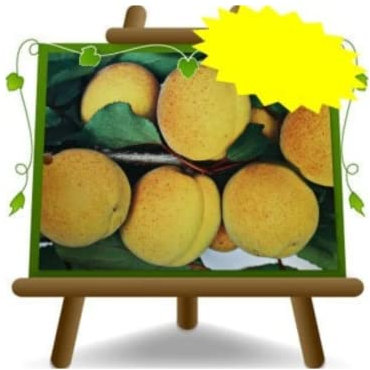 EURO PLANTS VIVAI Albicocco Velletri su Vaso da 20 cm Pianta da Frutto Antico Autofertile - Altezza 150~170 cm - Età 2 Anni