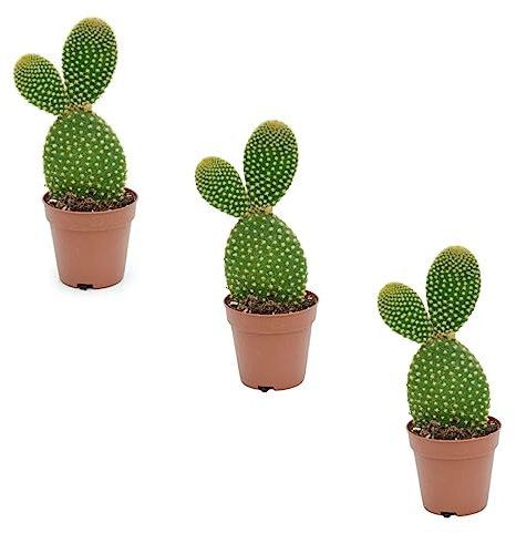 Pack 3 Cactus con pinchos en Maceta de 5cm Kit Ahorro Plantas Naturales. Catus orejas Mickey Mouse