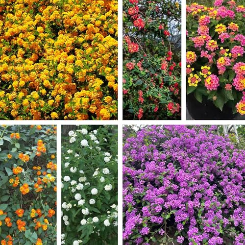 semi di lantana, regali sostenibili balcone perenni resistenti 350pcs