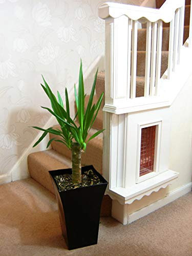 Easy Plants 1 grand yucca sans colonne dans pot Milano noir brillant – 80/90 cm de haut