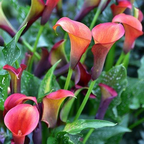 Calla Lily Bulbs Crop for Planting Now UK Strong Plants That Grow Well Mix Golden Jade Carving Feels Beautiful Now Mixed Garden