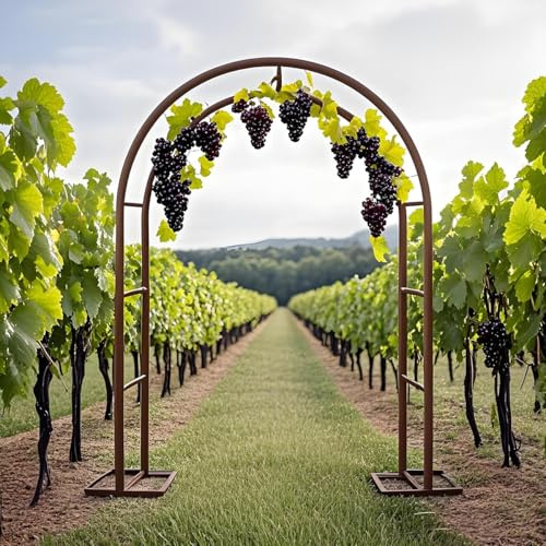 Steel Garden Arch Trellis for Climbing Plants - Wedding Arbor Metal Pergola for Outdoor Ceremony & Party Decoration Bronze Finish 3.0m W x 2.2m H Ideal for Grapevines & Vegetables