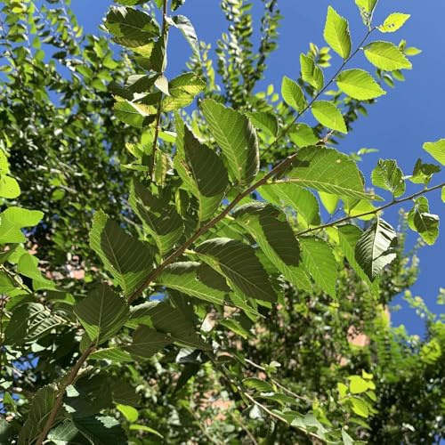 semi di olmo biologici resistenti giardino balcone decorative perenni 420pcs