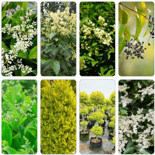 siepe di ligustro giardino decorativi interni balcone resistenti semi seto ufficio aligusta balcone resistenti letto elevato 250pcs