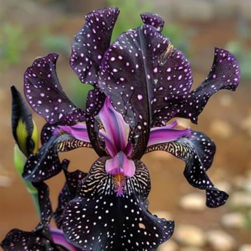 Iris Plant-Strong Plants That Grow Well/Mix Golden Jade Carving Feels Perfect-C-4 Bulbs
