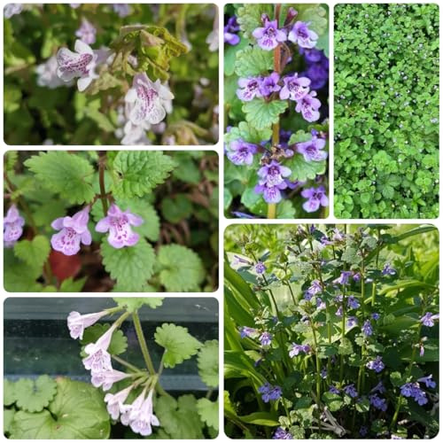 semillas orgánicas de hiedra terrestre - interior Variedades antiguas jardín 300pcs