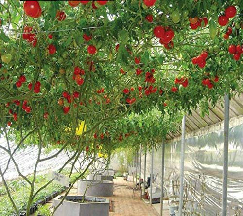 nulala Semi di pomodoro albero italiano, 20pcs Tomato TreeSeeds, pianta in vaso, pianta dell'albero, semi di verdure speciali per abbellire il giardino di casa